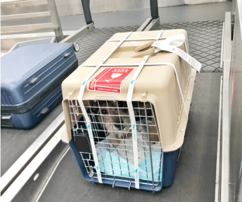 鄂州宠物托运 宠物托运公司 机场宠物托运 宠物空运
